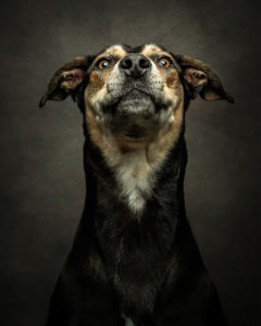 dog portrait demonstrating editing tips for phtoographers