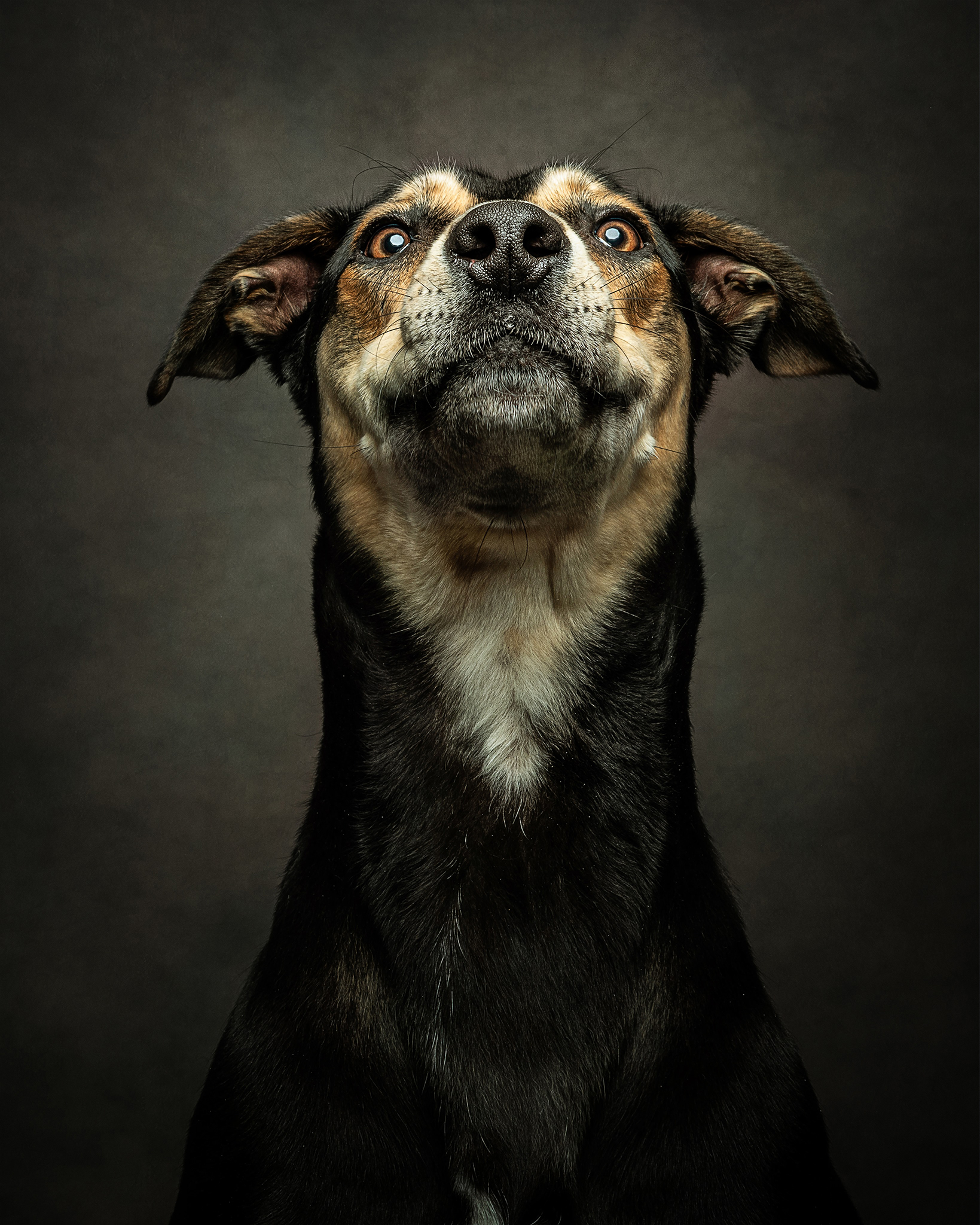 dog portrait demonstrating editing tips for phtoographers